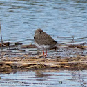 Redshank; Archibebe Común
