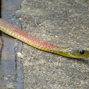 Red-necked keelback 紅脖游蛇