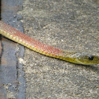 Red-necked keelback 紅脖游蛇