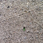 Glowing green beetle