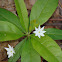 Starflower