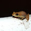 Dink frog