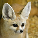 Fennec fox