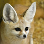 Fennec fox