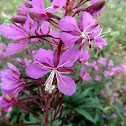 Fireweed