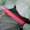 Rhubarb