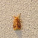 Footman moth