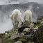 Mountain Goat