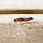 Rove Beetles