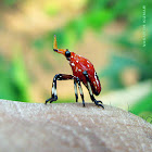 unknown bug