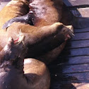 California Sea Lion