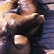 California Sea Lion