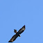 Wedge-tailed Eagle 