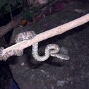 Malabar Pit Viper