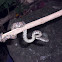 Malabar Pit Viper