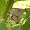 Actinote butterflies mating