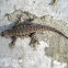 Western Fence Lizard