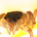 Unknown jumper