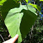 Catalpa