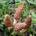 Yellow Morel