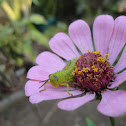 grasshopper