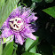 Purple Passionflower