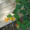 Lantana
