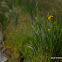 Yellow Iris