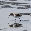Sanderling