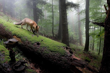How to get Fox Wallpaper 1.0 mod apk for bluestacks