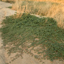 Puncture Vine