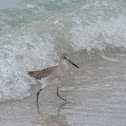 Willet