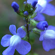 Flowers of The Lowcountry