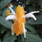 Golden Shrimp Plant, Lollipop Plant