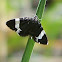 White-striped Black