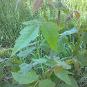 Poison Ivy