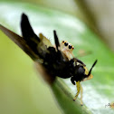 Two-Stripe Jumper(Female)/Black Soldier Fly