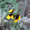 Clasping Coneflower
