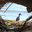 Yellow-Crowned Night Heron