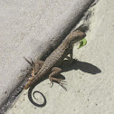 Northern Curley Tailed Lizard