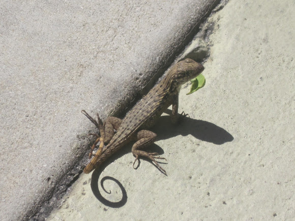 Spotting Image 1