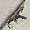 Northern Curley Tailed Lizard