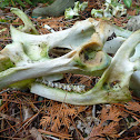 Young Moose(?) Remains