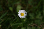 Daisy