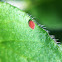 Red Spider Mite?