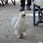 White Silkie Bantam Chicken