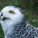 Snowy Owl (Female)