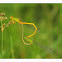 COROMANDEL MARSH DART