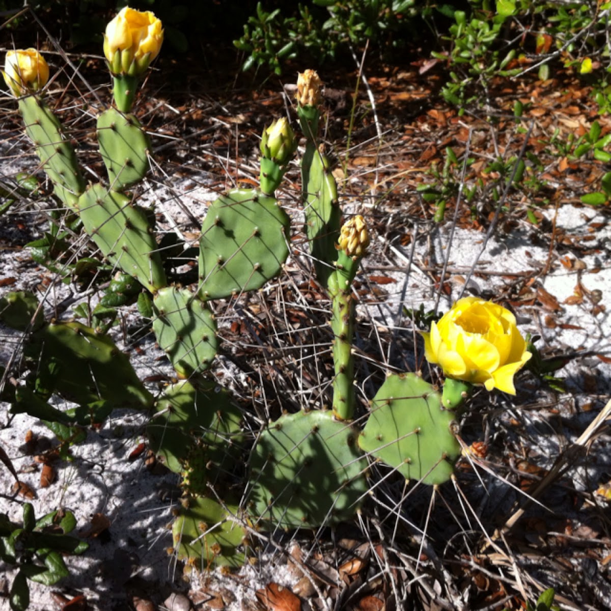 Cactus
