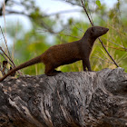 Dwarf Mongoose